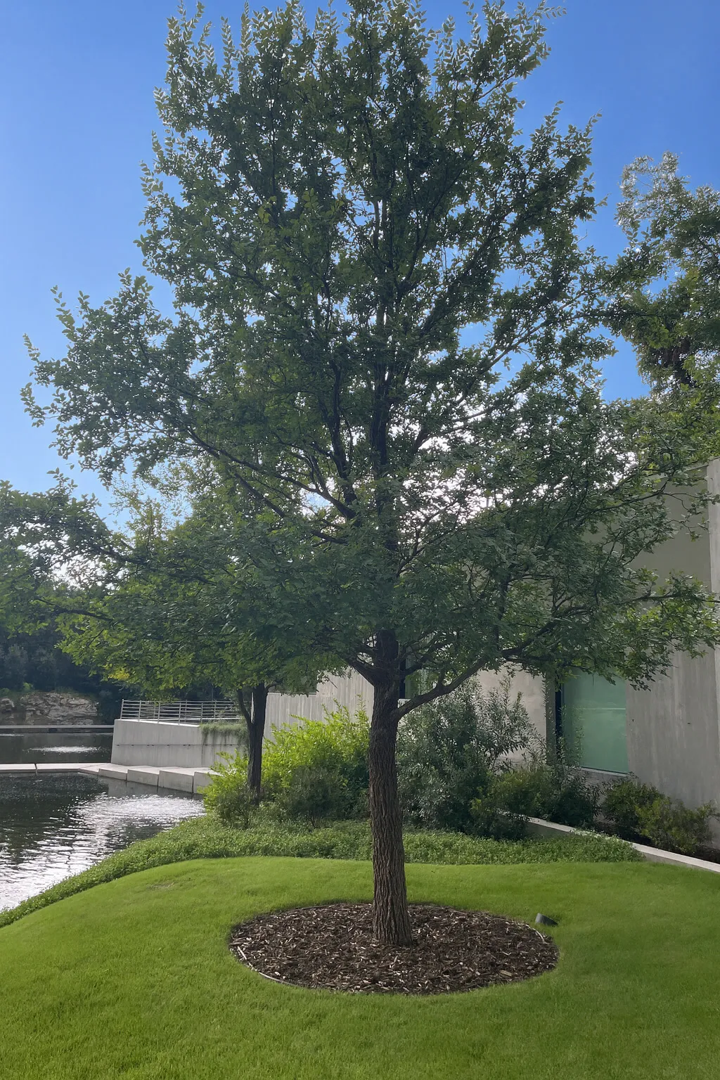 Cedar Elm