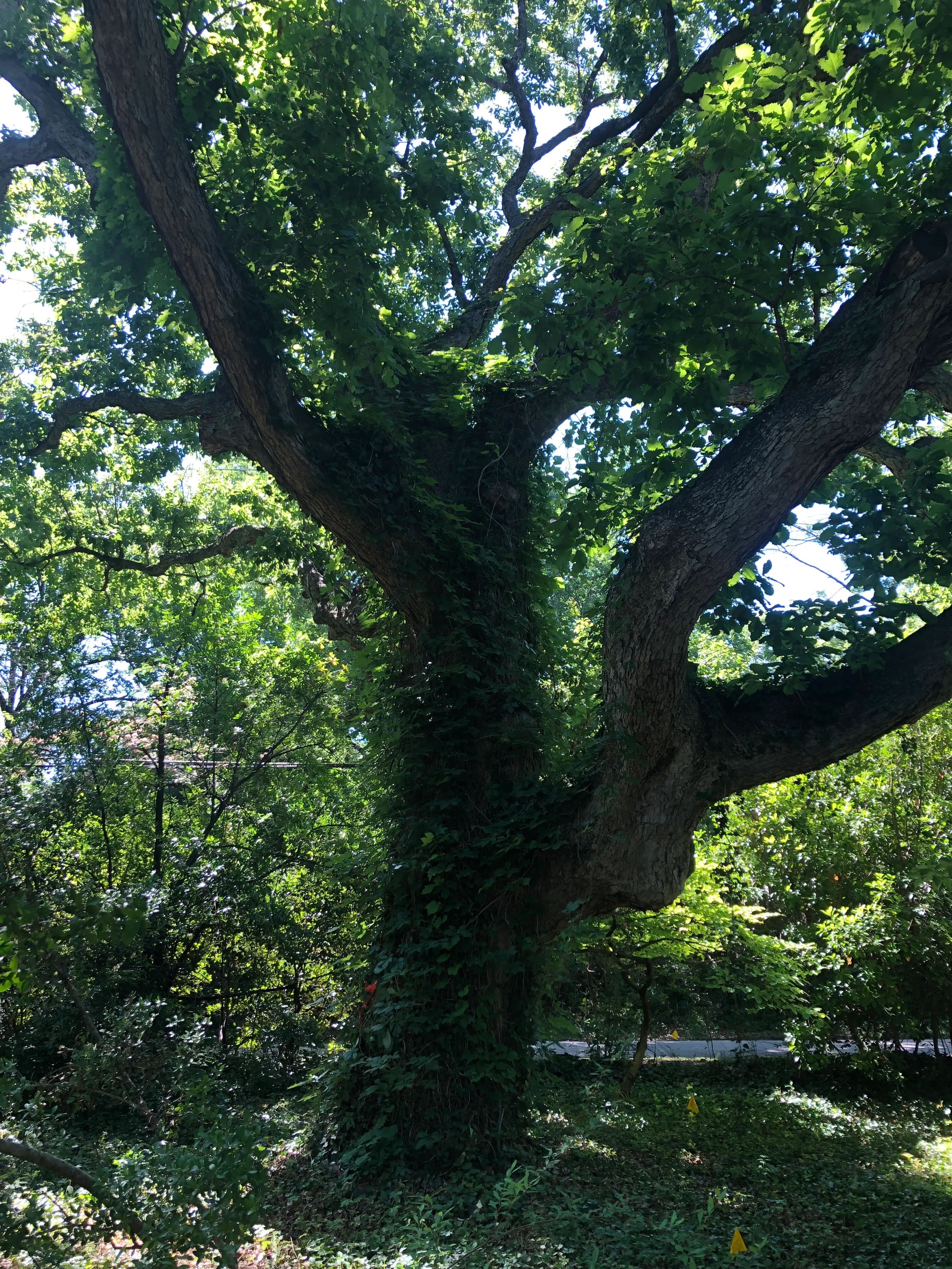Chinkapin Oak